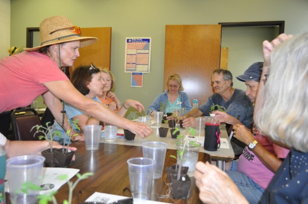 Tomato Grafting Class at The Demonstration Garden