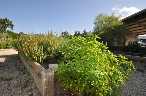 Basil Growing in Raised Beds at the Demonstration Garden