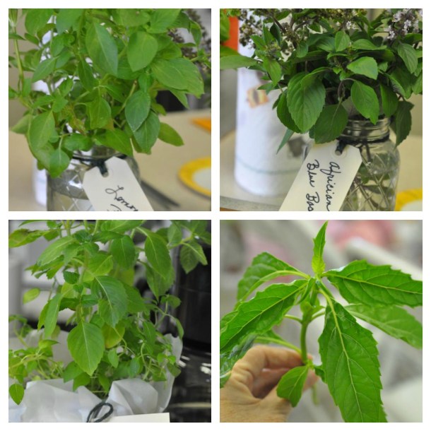 Sweet Basil, Lemon Basil, Holy Basil, Green Pepper Basil