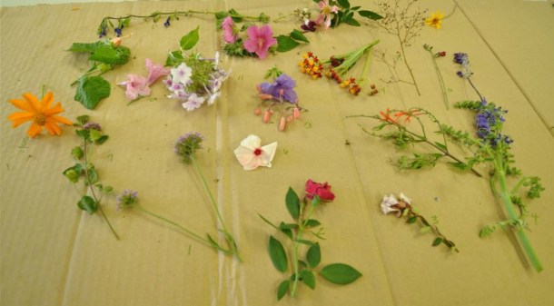 Cut Flower Exhibit of Dallas July Blooms