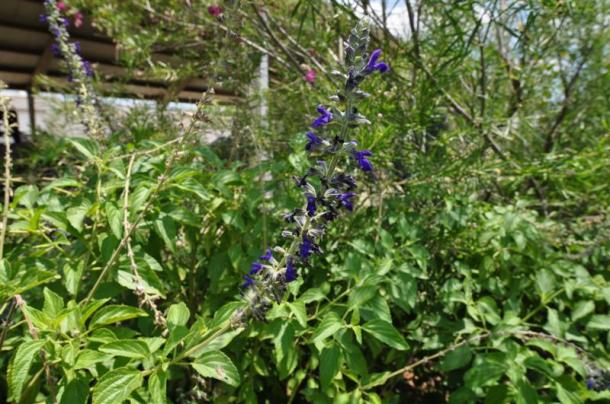 Salvia Blue Spires Blooming at the Demonstration Garden