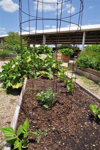 Celebrity Tomato Celebrity Tomato Recentyl Planted in the Fall Vegtable Garden
