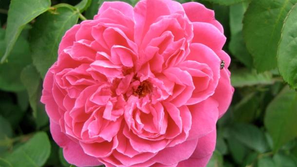 Earth Kind Rose Maggie Blooming in a Dallas Garden