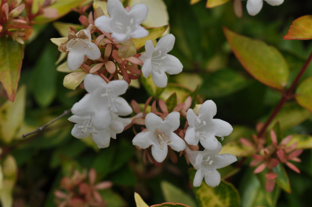 Abielia foliage with white bloom