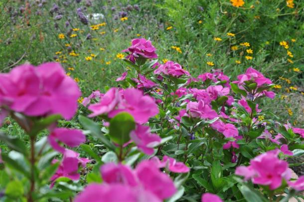 Periwinkles in front of stick verbena, zexmenia, and cosmos