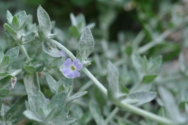 Wooly Stemodia with a little blue bloom
