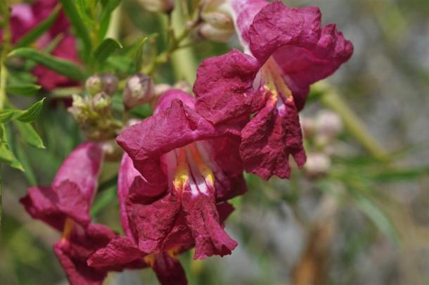 Desert Willow magenta blooms