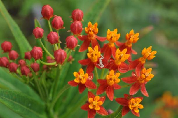 Butterfly Weed