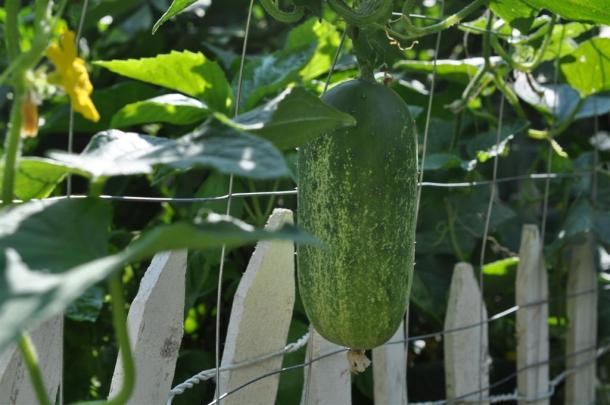 Cucumber Ready to Be Picked,Growing in a Dallas Garden