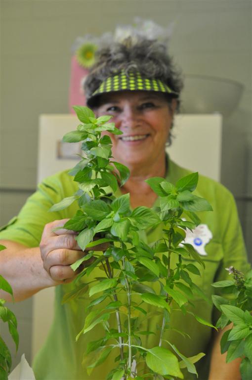 Paula the  Basil Queen Showing Where to Cut Basil for Harvest