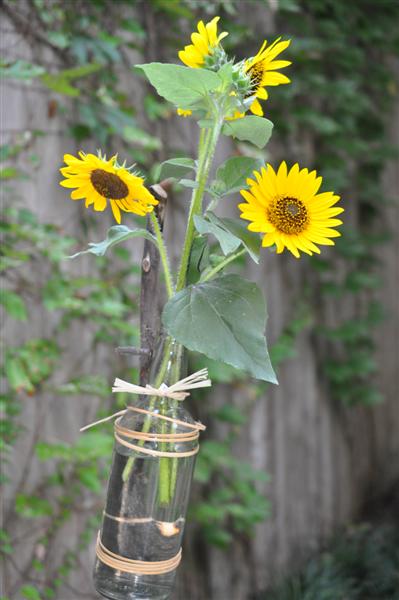Sunflowers in a glass bottle staked to show the garden path