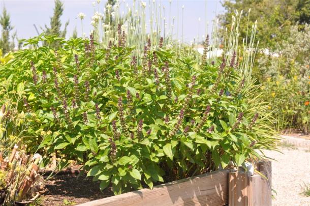 Cinnamon Basil Growing In A Rasied Bed At The Demonstration Garden