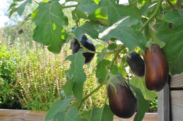 Eggplant growing in a raised bed at the Demonstration Garden in Dallas