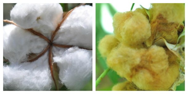 White Cotton And Brown Cotton Grown At The Demonstration Garden