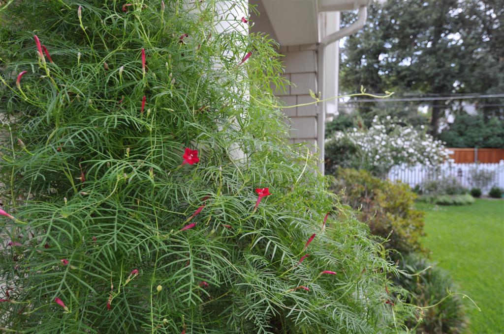 Cypress Vine Draped At Ann's House With Althea In Background