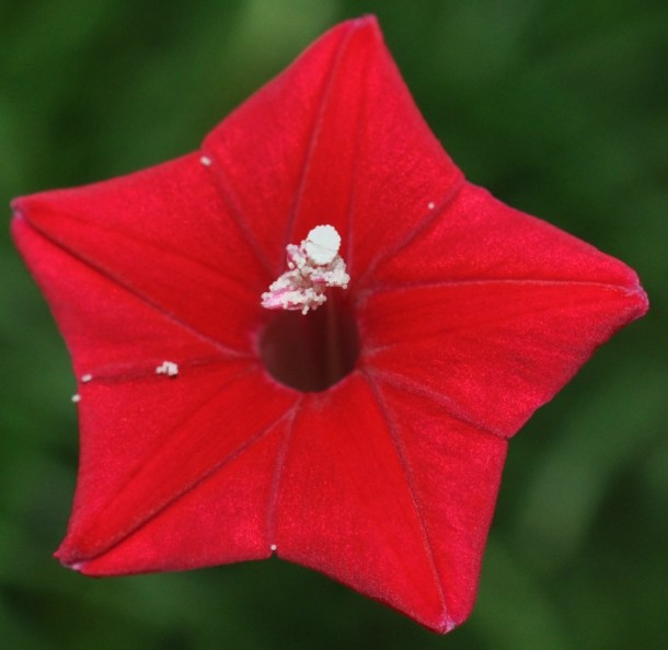 Cypress Vine Flower