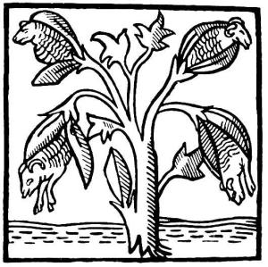 Plant Born Sheep, The Medieval Idea Of Cotton