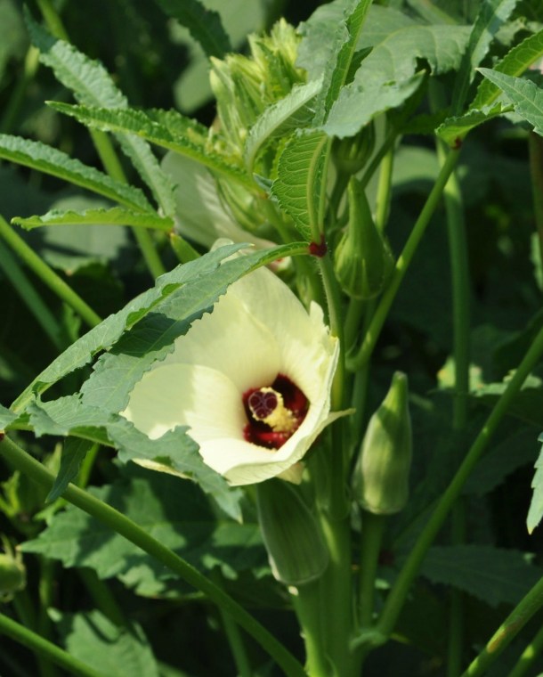 Okra Blossom and Okra Pods