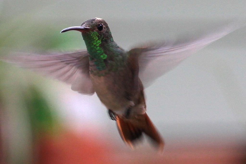 Buff-bellied Hummingbird Buff-bellied Hummingbird