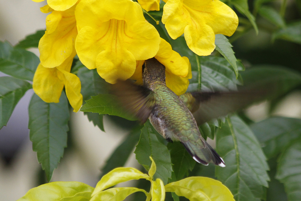 Hummingbird and Esperanza Hummingbird and Esperanza