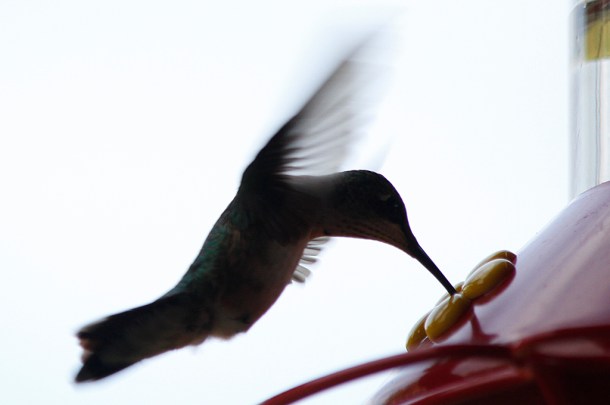 Hummingbird at feeder