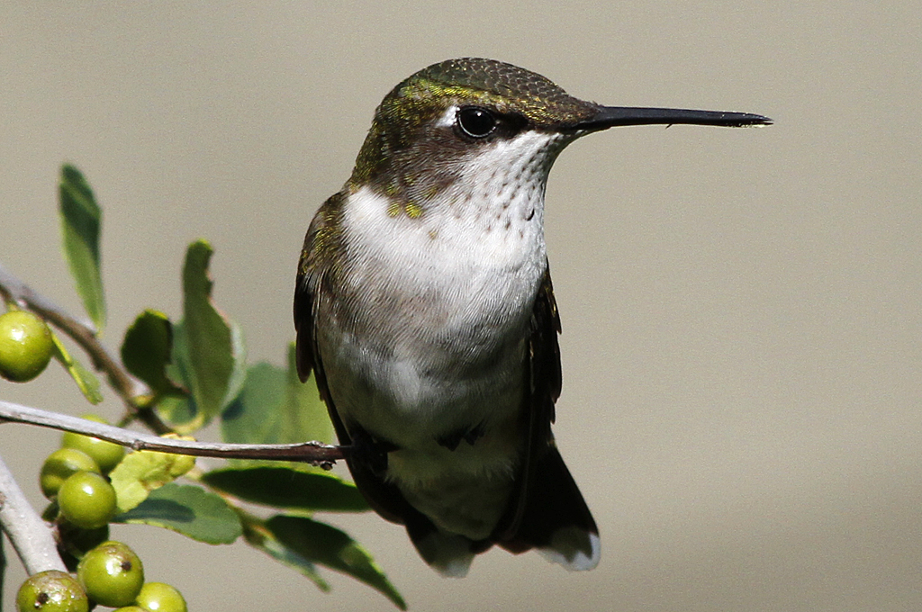 Hummingbird on Yaupon Hummingbird on Yaupon