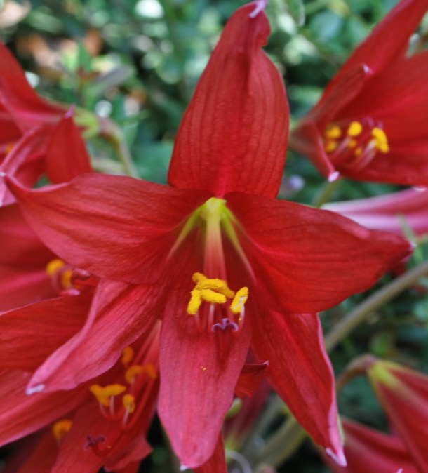 Oxblood Lily Close Up