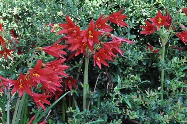 Oxblood Lilies At The Demonstration Garden With Dwarf Yaupon