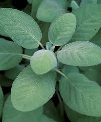 Berggarten Sage