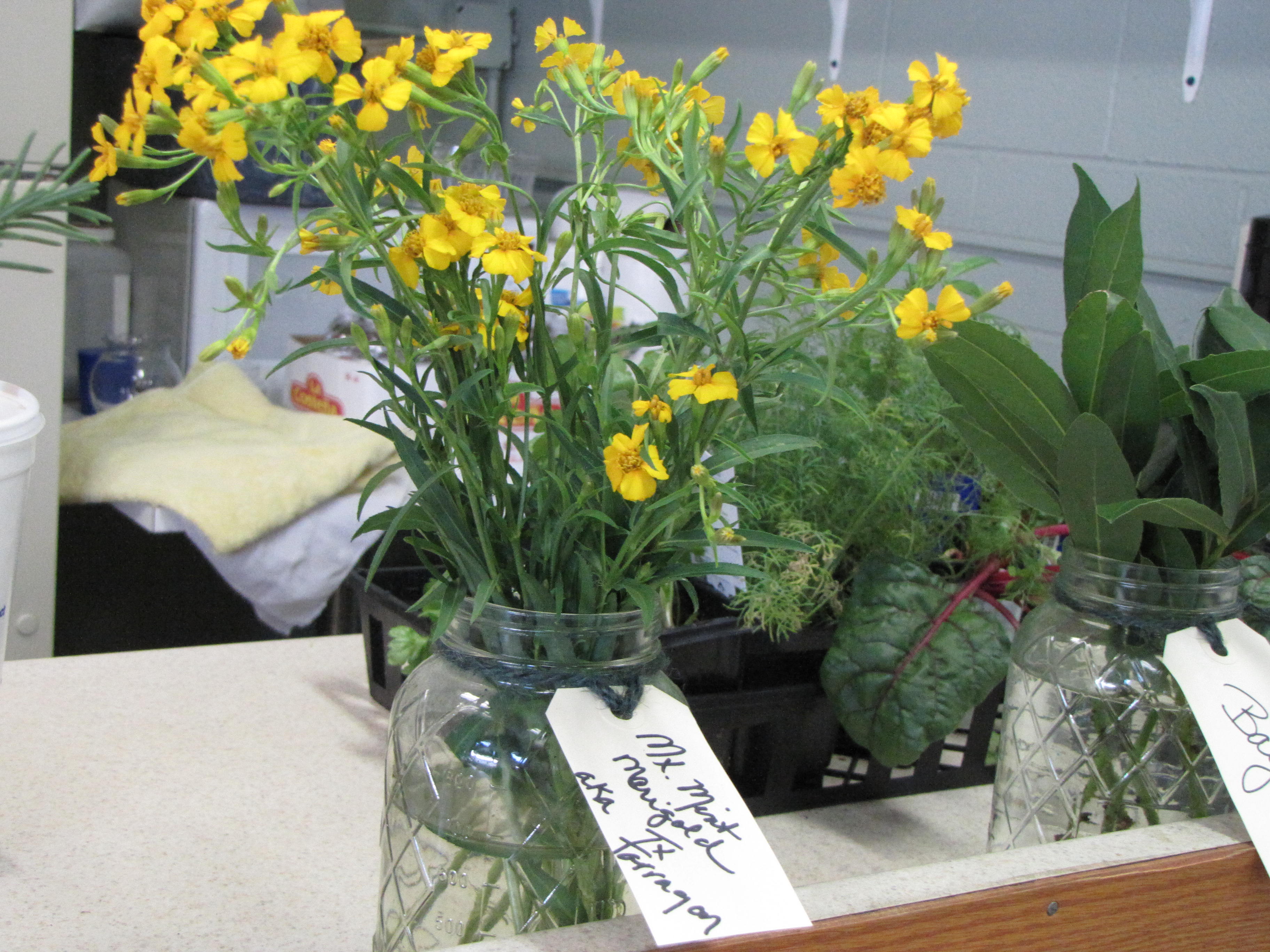 Mexican Mint Marigold