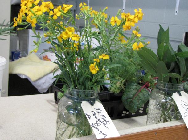 Mexican Mint Marigold