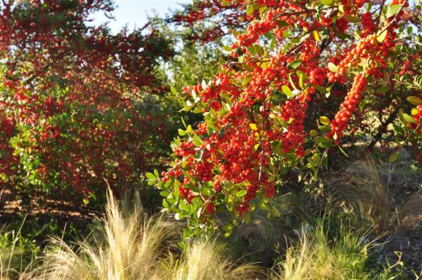 'Pride of Houston' Yaupon Holly At The Demonstration Garden