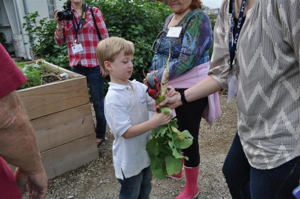 Radish Harvest For A Kindergarten Boy From Providence Christian School