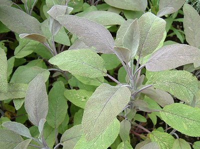 Classic Green Sage