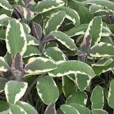 Tricolor Sage