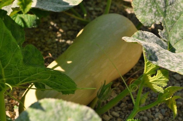 Butternut Squash Growing In Our Garden With Unfortunate Mildew On Leaves
