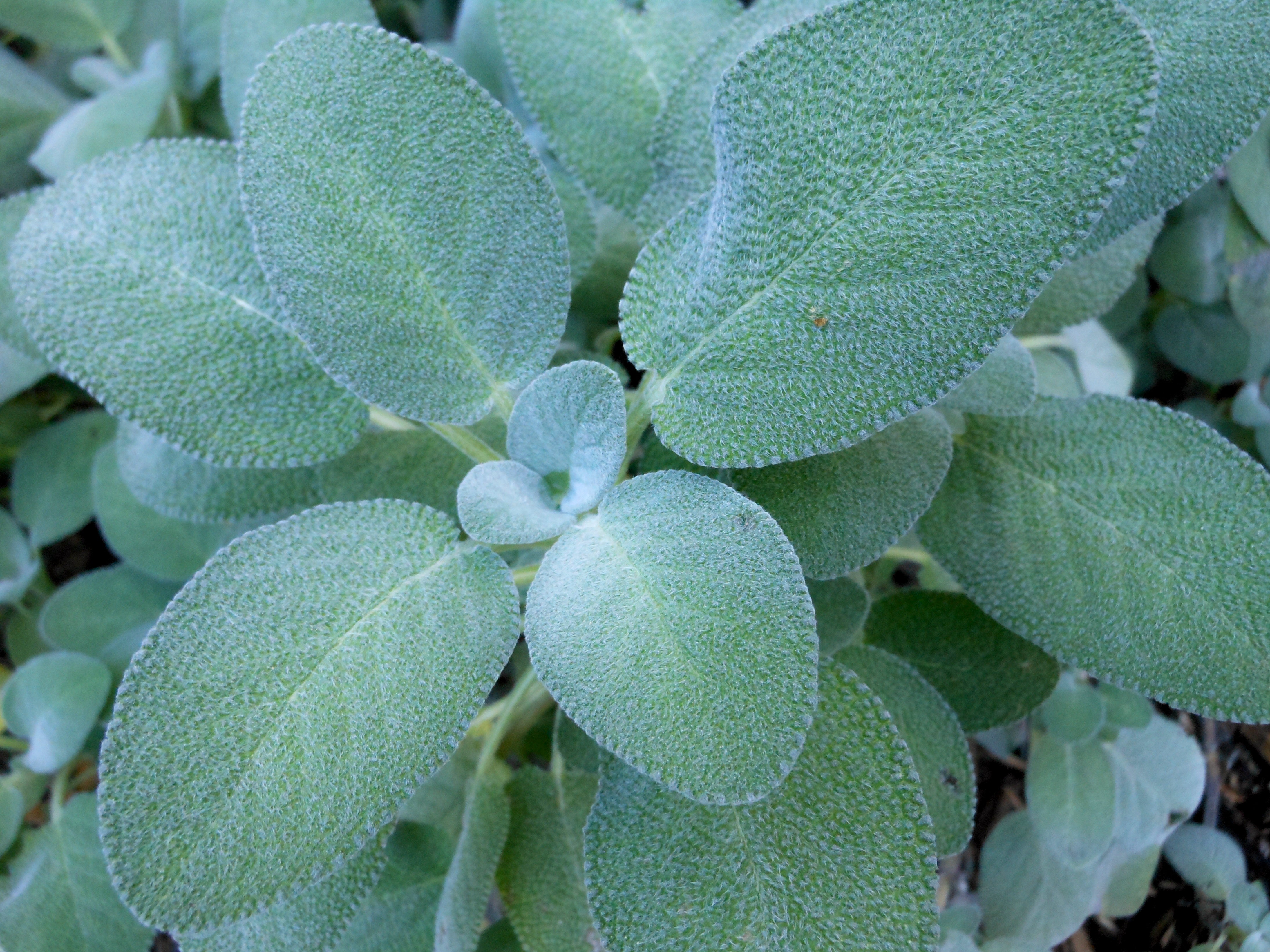 Sage From Linda's Garden