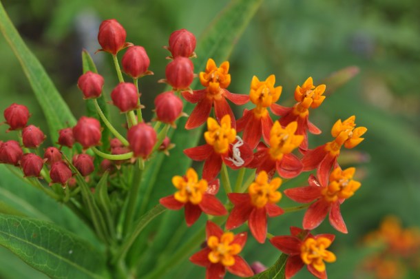 Tropical ButterFly Weed In The Wildlife Habitat