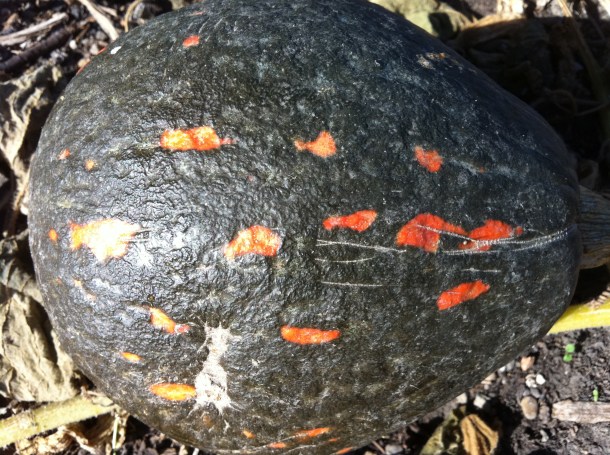 Lakota Squash Planted In Early August Lakota Squash Planted In Early August