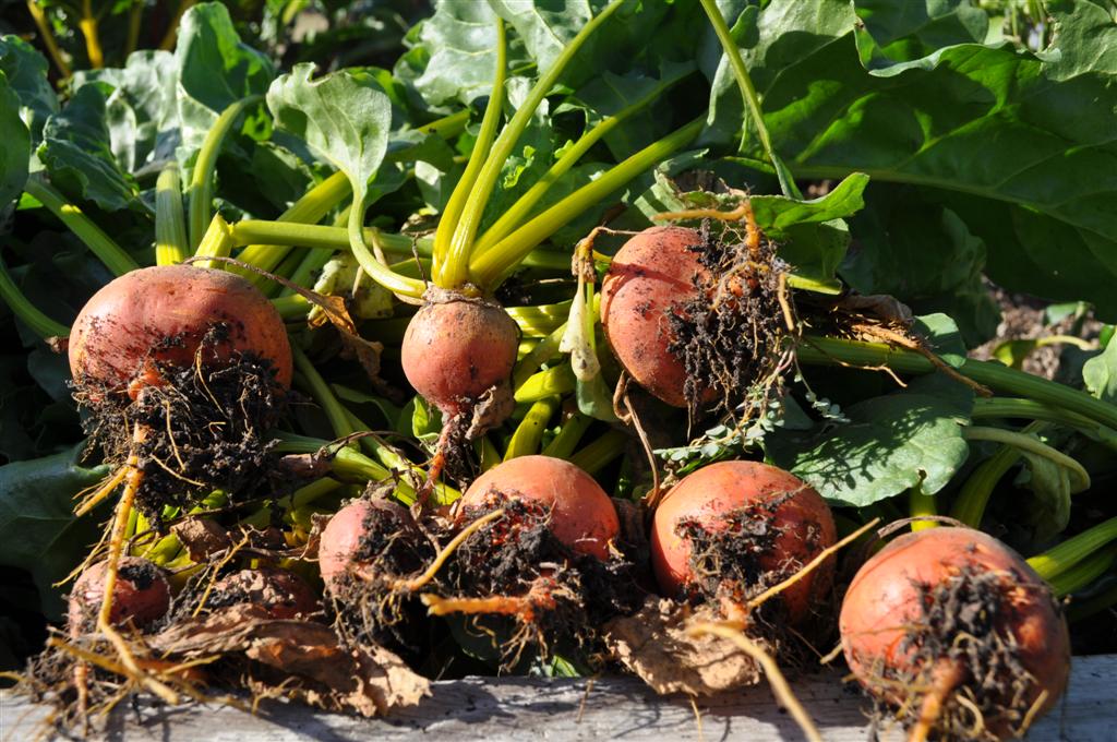 Burpee Golden Beets Burpee Golden Beets