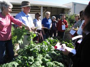 School Gardening With Jim, Abbe, Jan, Linda