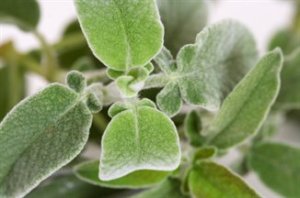 Sage Leaves