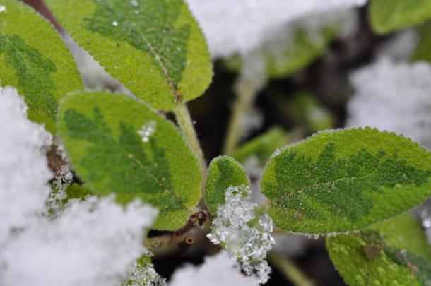 Sage In Snow