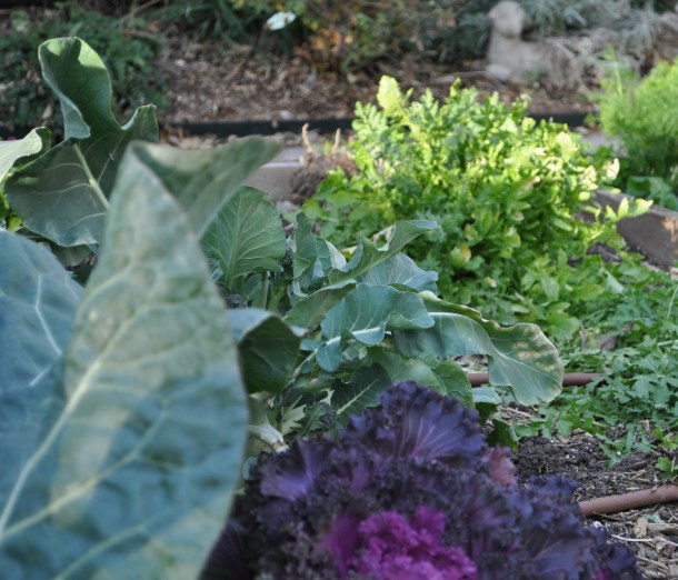 Wild Arugula, Upper Left Corner