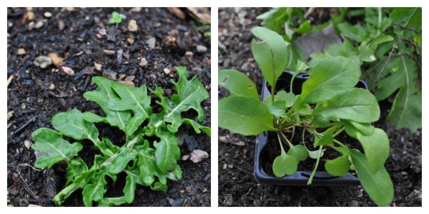 Wild Arugula Left, Regular Arugula Right