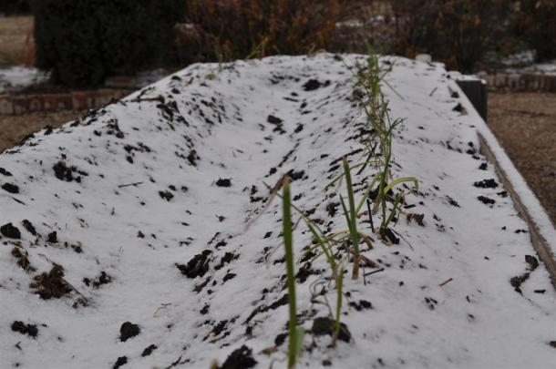1015Y  Texas SuperSweet Onions planted January 8, At The Demonstration Garden