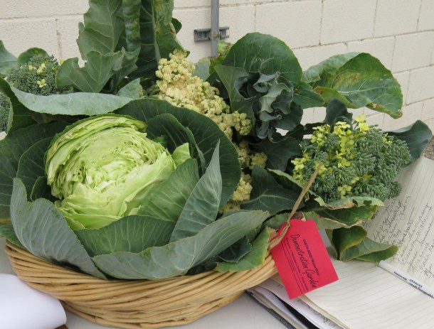 Cabbage, Broccoli Field Road, Dallas, Texas