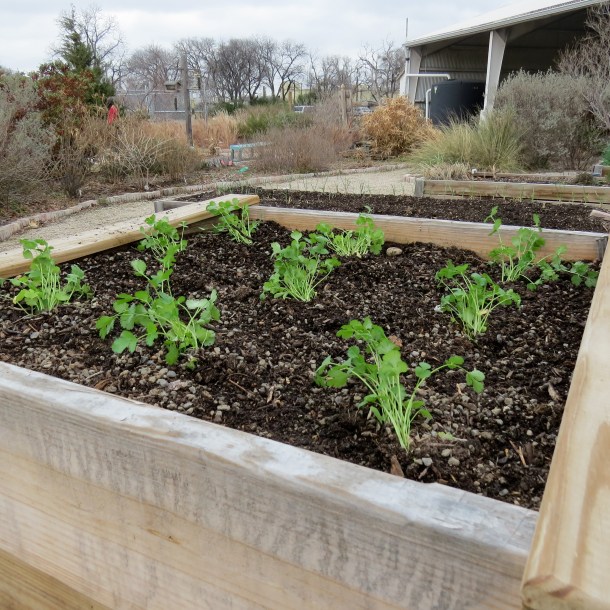 Cilantro Growing in Raised Bed, Demonstration Garden Joe Field Rd, Dallas