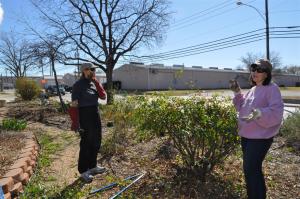 February Rose Pruning, Mutablis Rose and Two Master Gardeners