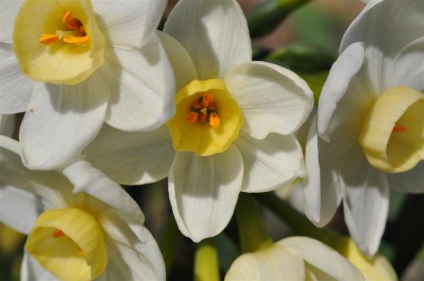 Grand Primo Narcissus